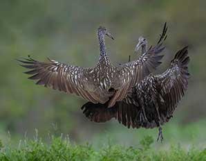 Limpkins courtship dance. Photo by Gunilla Imshaug.