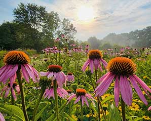 Echinacea plants. Native plants are so important to attract the native pollinators...those little things that run the world! Photo by Lynn O’Shaughnessy.
