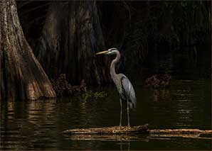 Great Blue Heron wading in a stream at Circle Bar B Ranch in Lakeland, Florida. Photo by Joanie LoBianco.