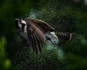 Osprey shaking off water after a dive. Photo by Sarah Madaio.