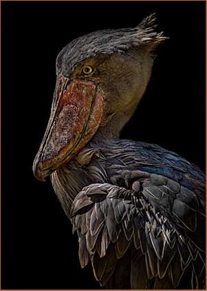 Shoebill Stork in a ray of sunlight with dark background. Photo by Joanie LoBianco.