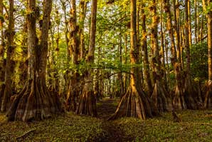 Photo of Big Cypress Forest, Florida. Photo by Rolando C. Prol.