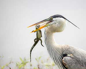 A Great Blue Heron with its catch, a baby alligator. Photo by Robert Gloeckner.