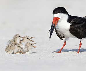 Three Black Skimmer chicks waiting for their next feeding from their mother. Photo by Robert Gloeckner.