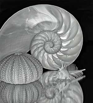 Shells arranged and photographed on a mirrored surface with a macro lens. Photo by Susan Poirier.