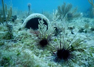 Diademan antillarum (long-spined sea urchin) to test retention and grazing on reefs.