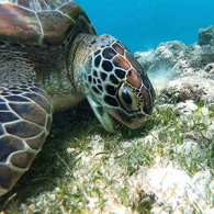 Keeping-our-Beautiful-Bay-Beautiful-Turtle-feature