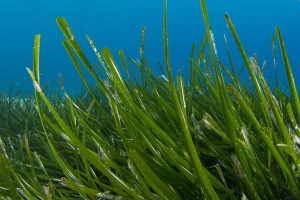 Keeping our Beautiful Bay Beautiful - Seagrass