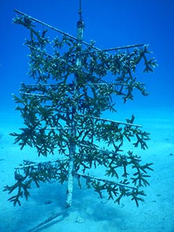 PVC tree used to grow 100 corals for restoration at the University of Miami underwater nursery