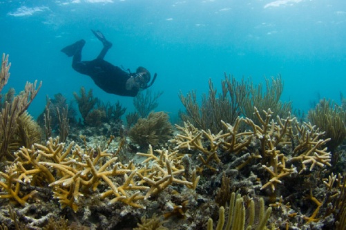 Dr. Diego Lirman surveying a restored coral reef plot