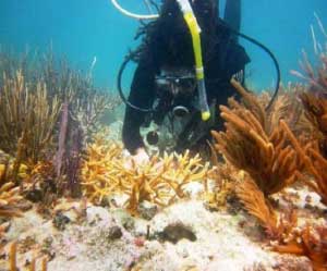 UM student planting a nursery-grown staghorn coral.