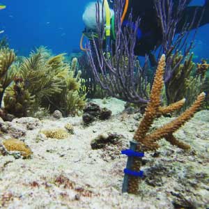 Small coral colony planted onto a Miami reef.