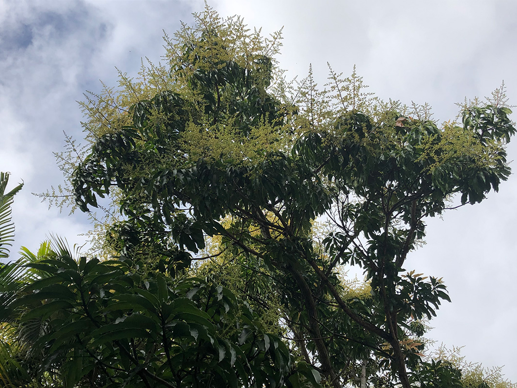 Mangifera indica ‘Glenn’ Mangifera indica ‘Glenn’