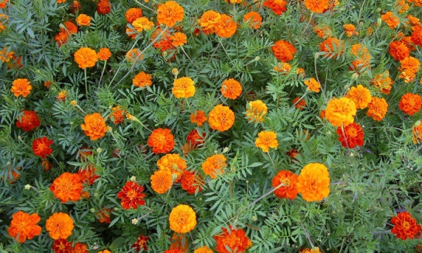 Marigolds are great for the vegetable garden.