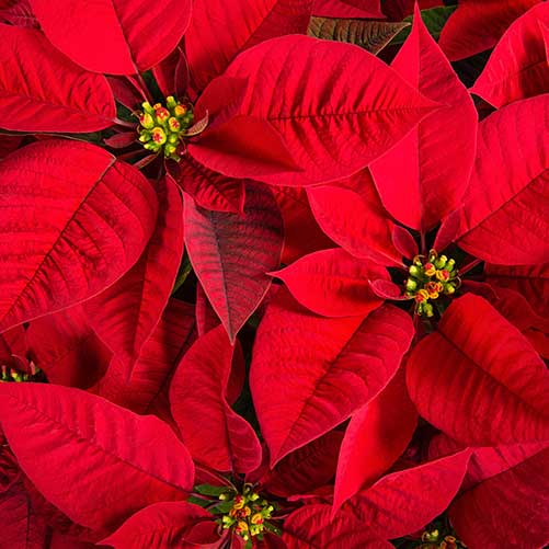 Merrick House Holiday Decorations