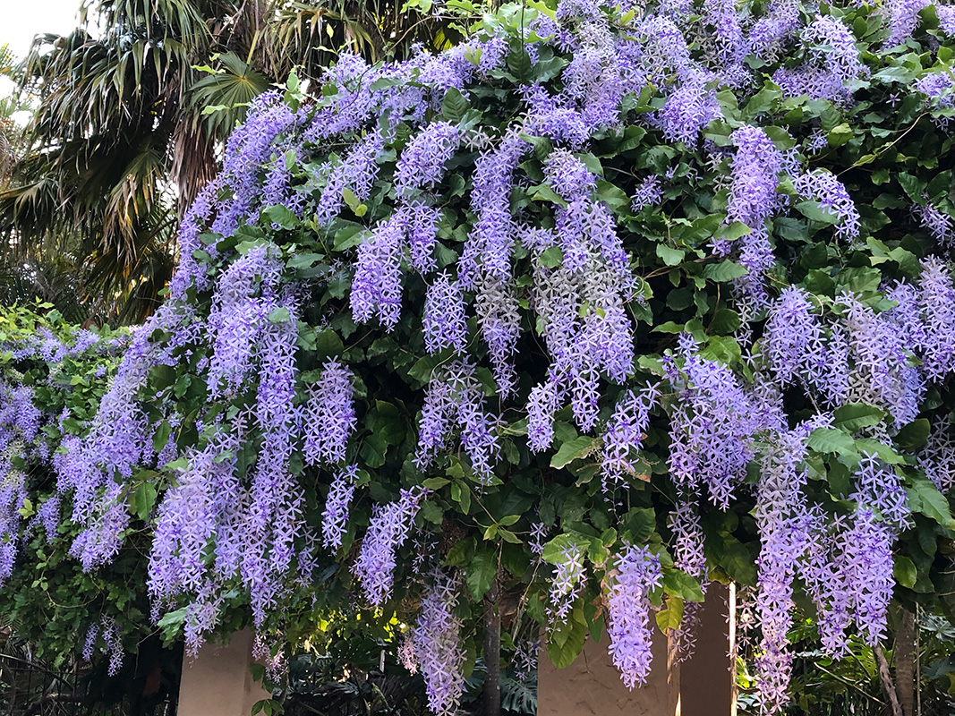 Petrea volubilis Petrea volubilis
