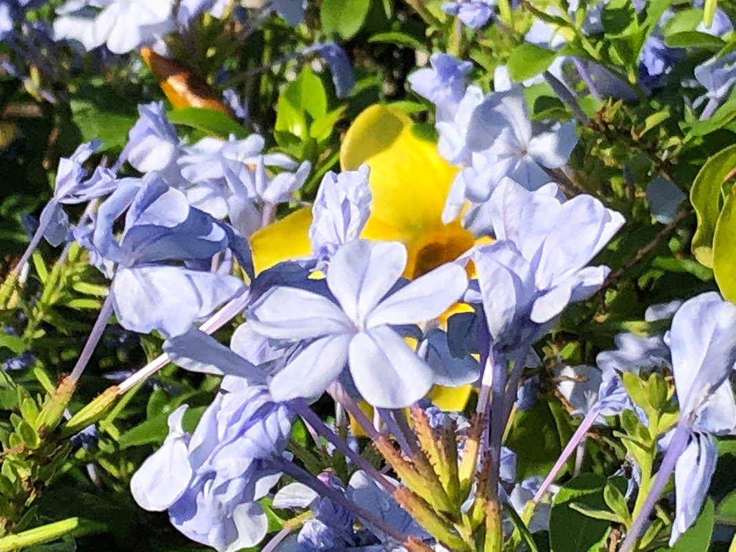 Plumbago “Imperial Blue” Plumbago “Imperial Blue”