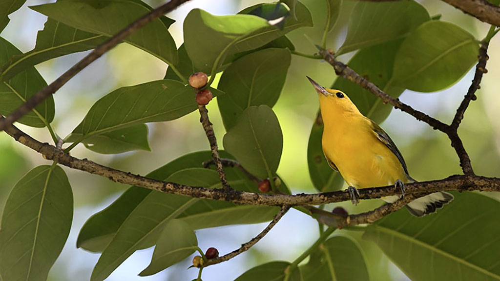 Protonotary Warbler at A.D. Barnes in Miami, Florida by Bonnie Masdeu