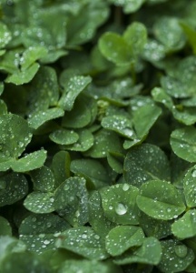 Raindrops on Clover.