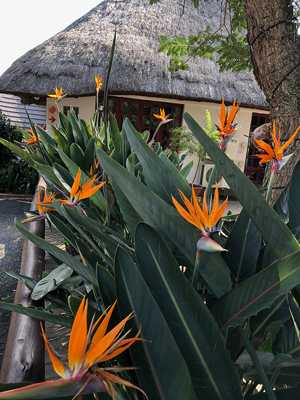 Strelitzia reginae Strelitzia reginae