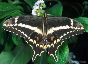 Schaus Swallowtail butterfly