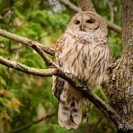 Stephen-Pearson-owl-feature