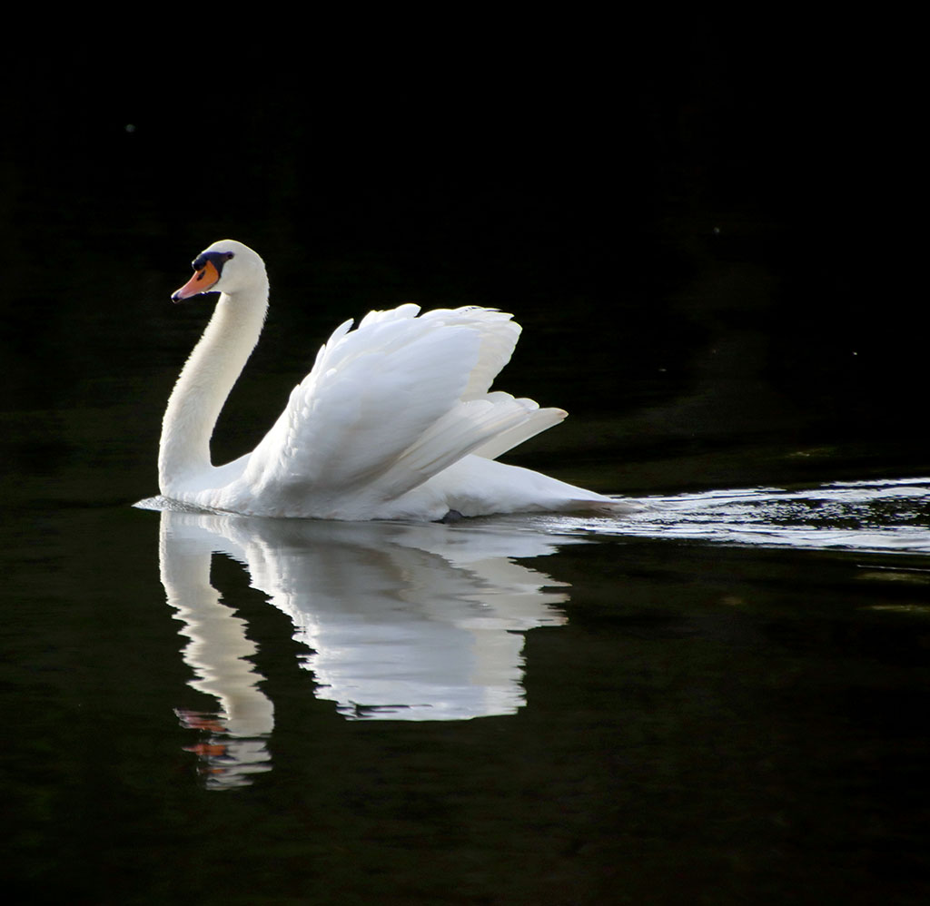Swan song Dalia Latife