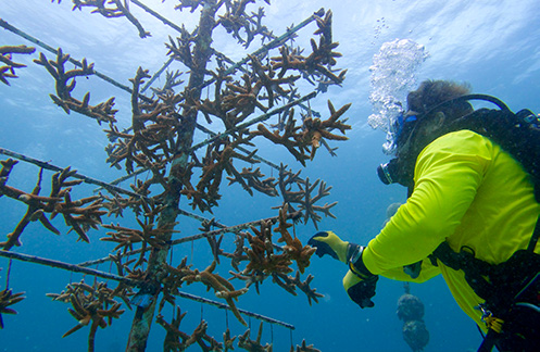 University of Miami Rosenstiel School's coral conservation program-planting
