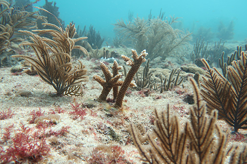 University of Miami Rosenstiel School's coral conservation program-staghorn corals