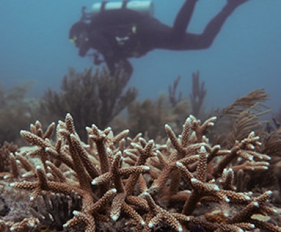 University of Miami Rosenstiel School's coral conservation program-feature