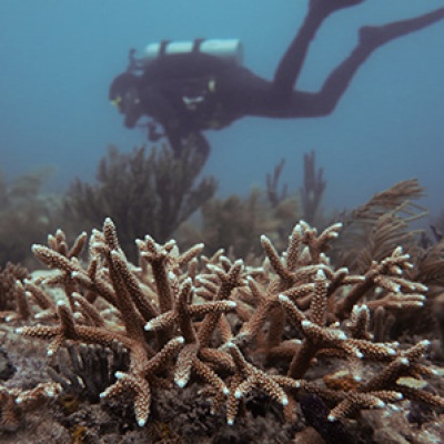 University of Miami Rosenstiel School's coral conservation program-feature