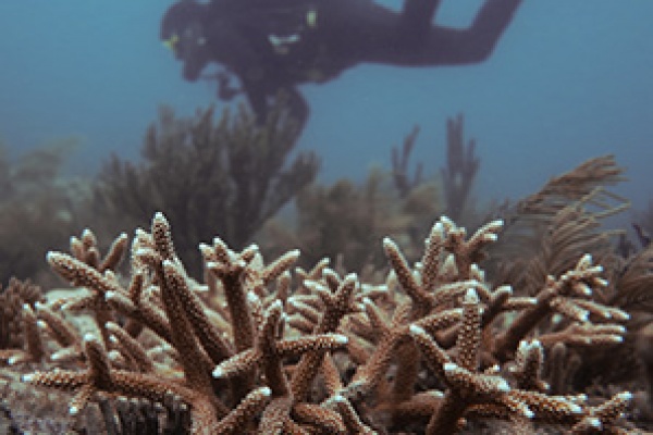 University of Miami Rosenstiel School's coral conservation program-feature