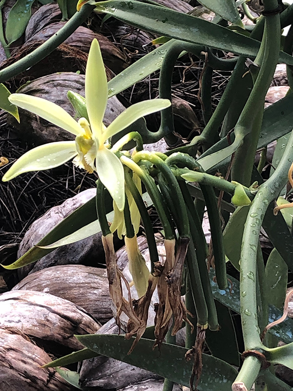 Vanilla Tahitensis Vanilla Tahitensis