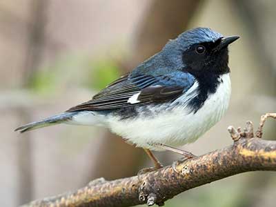 Male Black Throated Blue Warbler