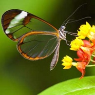 transparent butterfly on milkweed-feature