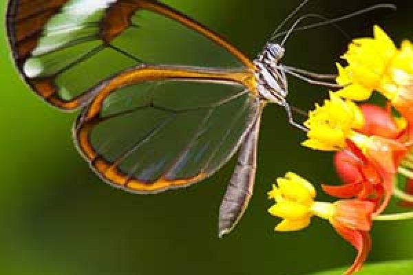 transparent butterfly on milkweed-feature