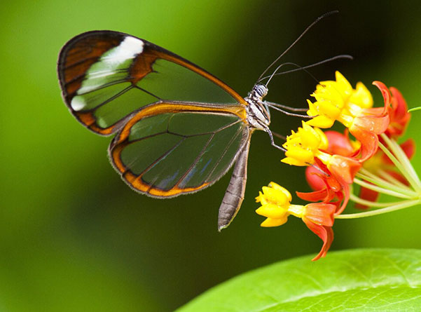 transparent butterfly on milkweed