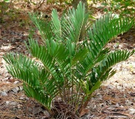 Coontie