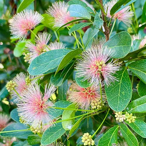 Butterfly Conservation Plant Sale Project
