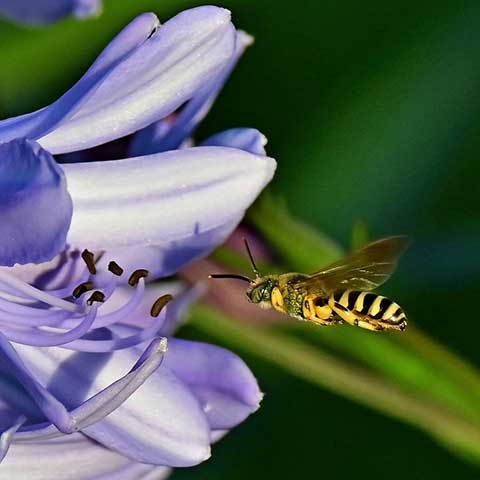 Pollinator Patches