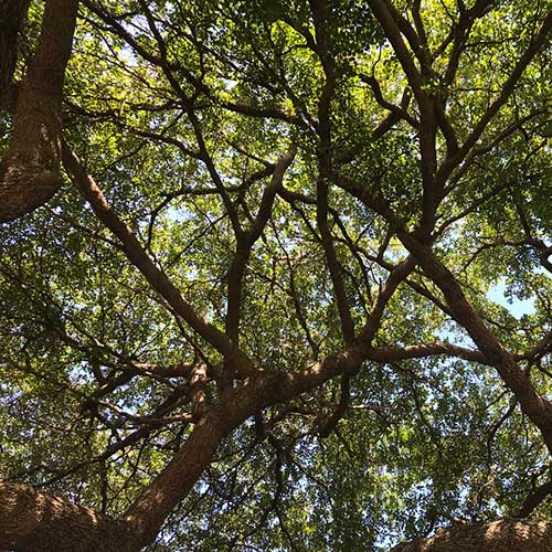 Project Canopy