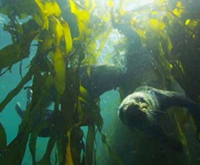 California kelp forest with otter feature image