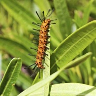 Oleander Caterpillar