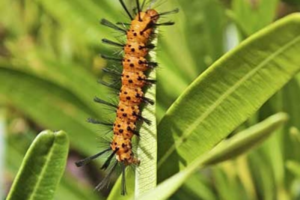 Oleander Caterpillar