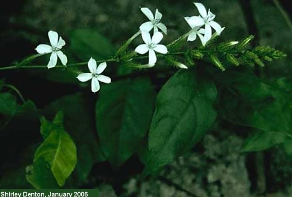 Native Plumbago 1 Gal