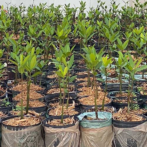Red Mangrove Project