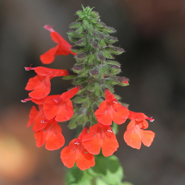 Tropical Sage- 1 Gal