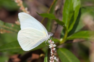 Florida white butterfly